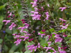 Salvia guaranitica Pink Amistad